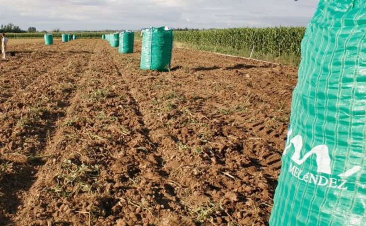 España: Recomendaciones para la aplicación de desecantes en papa España: Recomendaciones para la aplicación de desecantes en papa