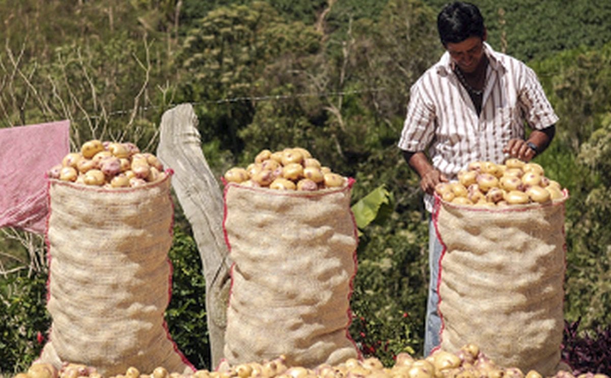 Con US$2 millones, MinAgricultura de Colombia pone en marcha campaña para promover consumo de papa Con US$2 millones, MinAgricultura de Colombia pone en marcha campaña para promover consumo de papa