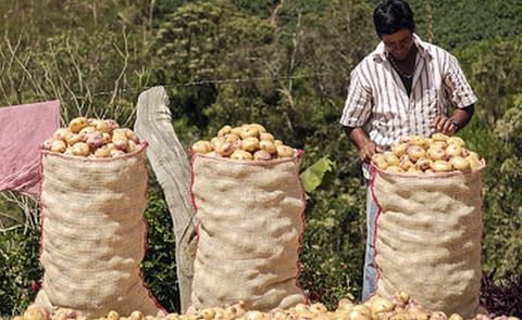 Con US$2 millones, MinAgricultura de Colombia pone en marcha campaña para promover consumo de papa Con US$2 millones, MinAgricultura de Colombia pone en marcha campaña para promover consumo de papa