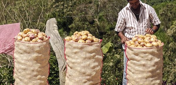Con US$2 millones, MinAgricultura de Colombia pone en marcha campaña para promover consumo de papa