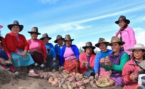 Recuperan en Perú variedades de papa perdidas por factores climáticos, sociales y comerciales Recuperan en Perú variedades de papa perdidas por factores climáticos, sociales y comerciales
