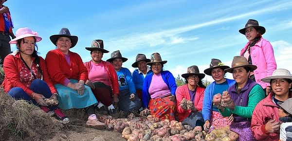 Recuperan en Perú variedades de papa perdidas por factores climáticos, sociales y comerciales