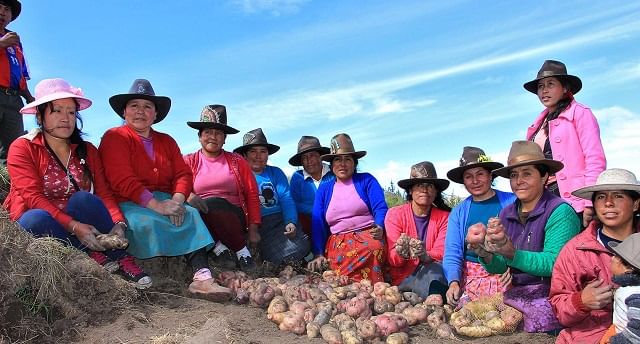 Recuperan en Perú variedades de papa perdidas por factores climáticos, sociales y comerciales