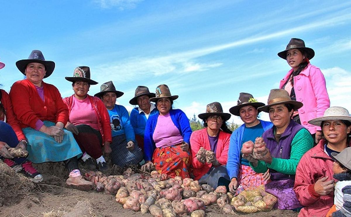Recuperan en Perú variedades de papa perdidas por factores climáticos, sociales y comerciales