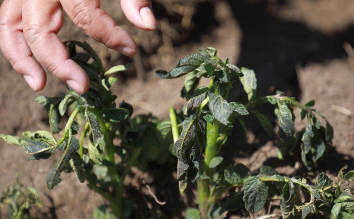 Gobierno Regional de Junín, Perú, movilizó brigadas agrarias para recuperar los cultivos afectados por una inusual helada que se registró en el distrito de Pucará, provincia de Huancayo. (Cortesia: Pedro Tinoco/Andina.pe)