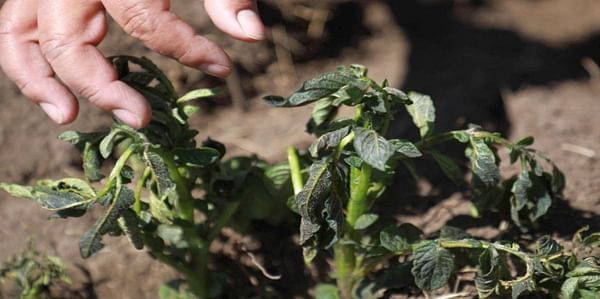 Junín, Perú: Movilizan brigadas agrarias para recuperar cultivos afectados por heladas