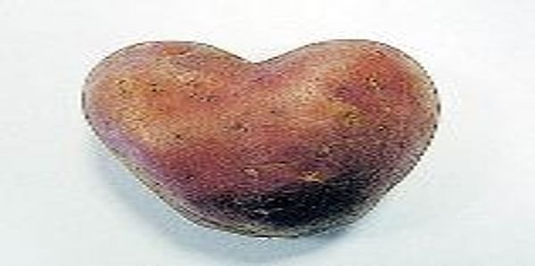  Heart shaped potato (red)