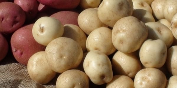 Potatoes are an important dietary source of Potassium 