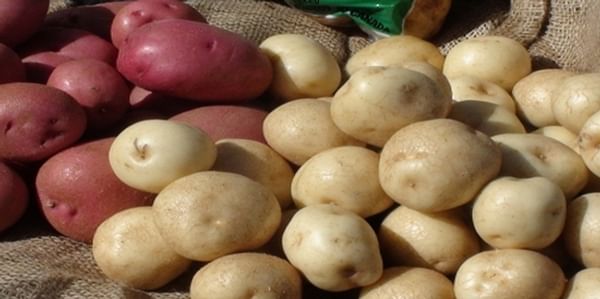 Potatoes are an important dietary source of Potassium 