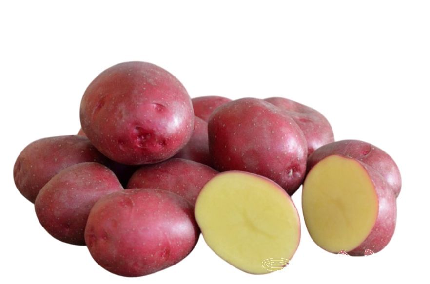 RED APPLE