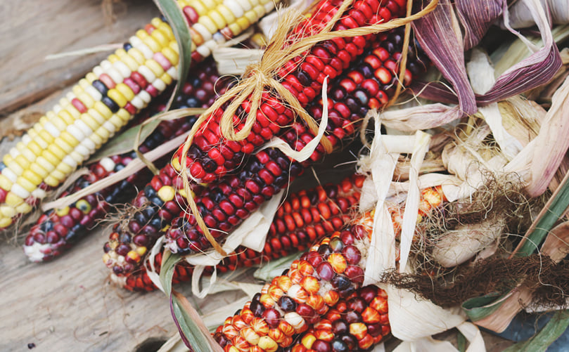 Corn Varieties for Tortilla Chips