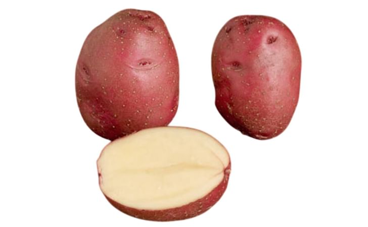 RED DUKE OF YORK RED DUKE OF YORK