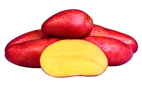 RED FANTASY RED FANTASY