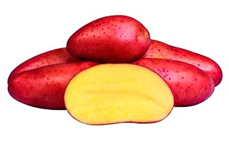 RED FANTASY RED FANTASY