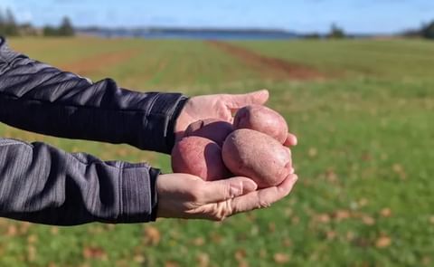 Sonier says the board's seed committee came up with the name, Red Fox, because of its potential for marketing as the Island's red potato. Sonier says the board's seed committee came up with the name, Red Fox, because of its potential for marketing as the Island's red potato.