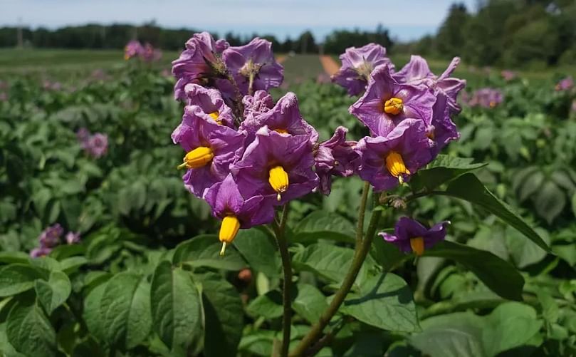 Sonier dice que cultivaron la variedad durante varios años.