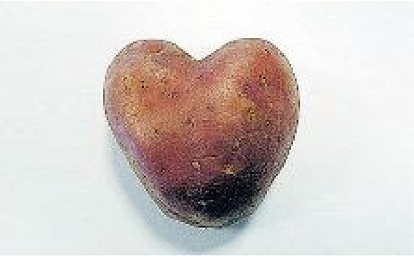 Red heart shaped potato of the variety Franceline Red heart shaped potato of the variety Franceline