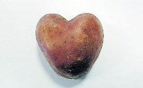 Tesco is to introducing an ideal treat for Valentine's Day romantics - heart-shaped potatoes (variety Franceline). Grown in France, they are now allowed to be sold in Britain after an EU ruling banning the sale of misshapen fruit was scrapped. Tesco is to introducing an ideal treat for Valentine's Day romantics - heart-shaped potatoes (variety Franceline). Grown in France, they are now allowed to be sold in Britain after an EU ruling banning the sale of misshapen fruit was scrapped.