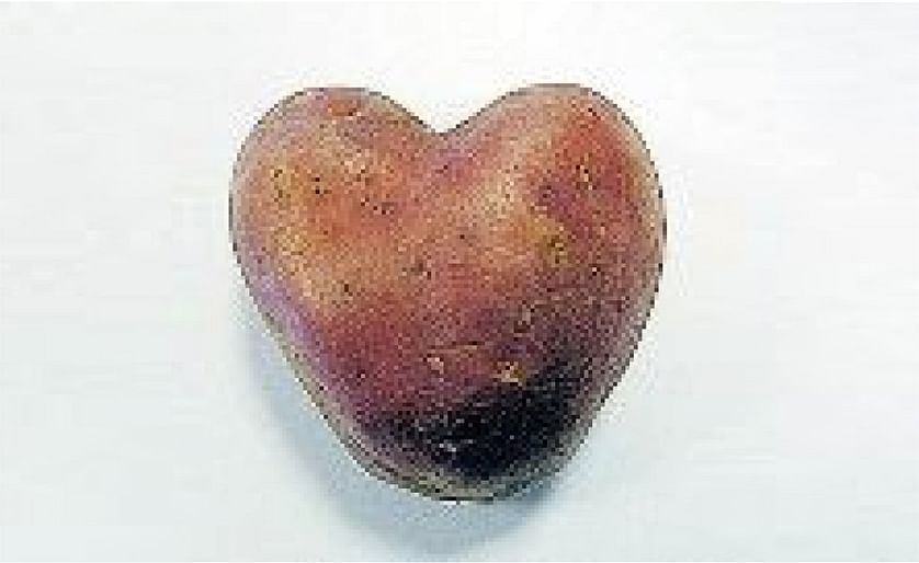 Tesco is to introducing an ideal treat for Valentine's Day romantics - heart-shaped potatoes (variety Franceline). Grown in France, they are now allowed to be sold in Britain after an EU ruling banning the sale of misshapen fruit was scrapped.