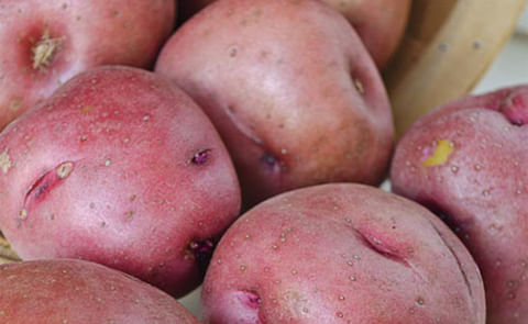 Red Montiac Red Montiac