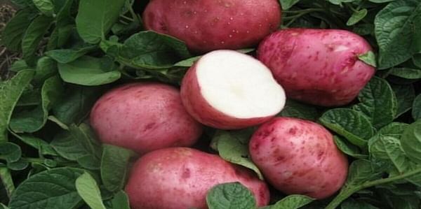 The potato variety Red Pontiac (Courtesy grandtetonorganics.com)