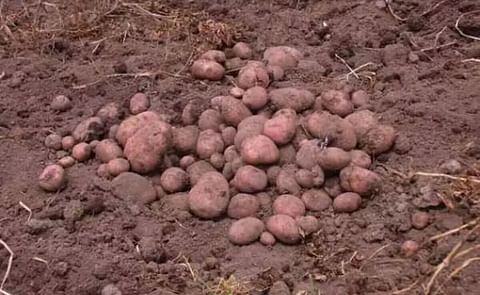 Cuba tiene interés en papas provenientes del norte del Ecuador Cuba tiene interés en papas provenientes del norte del Ecuador
