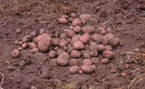 Cuba tiene interés en papas provenientes del norte del Ecuador Cuba tiene interés en papas provenientes del norte del Ecuador