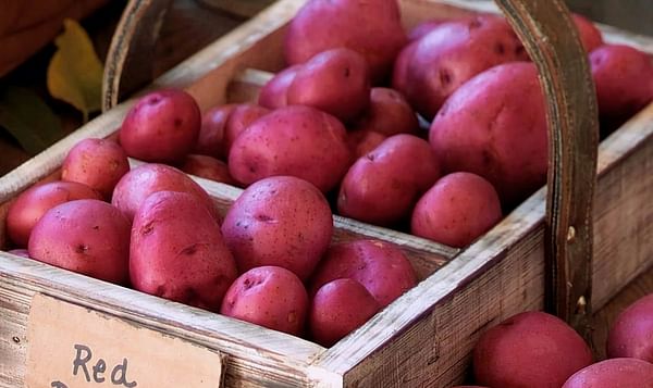 USDA buys large amount of red potatoes to increase the market price