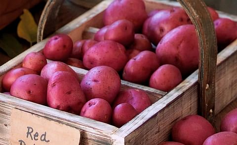 Minnesota and North Dakota potato growers in the Red River Valley produce most of the red potatoes in the United States (Courtesy: Red River Valley Potatoes / Facebook) Minnesota and North Dakota potato growers in the Red River Valley produce most of the red potatoes in the United States (Courtesy: Red River Valley Potatoes / Facebook)