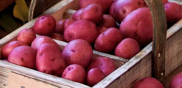 USDA buys large amount of red potatoes to increase the market price