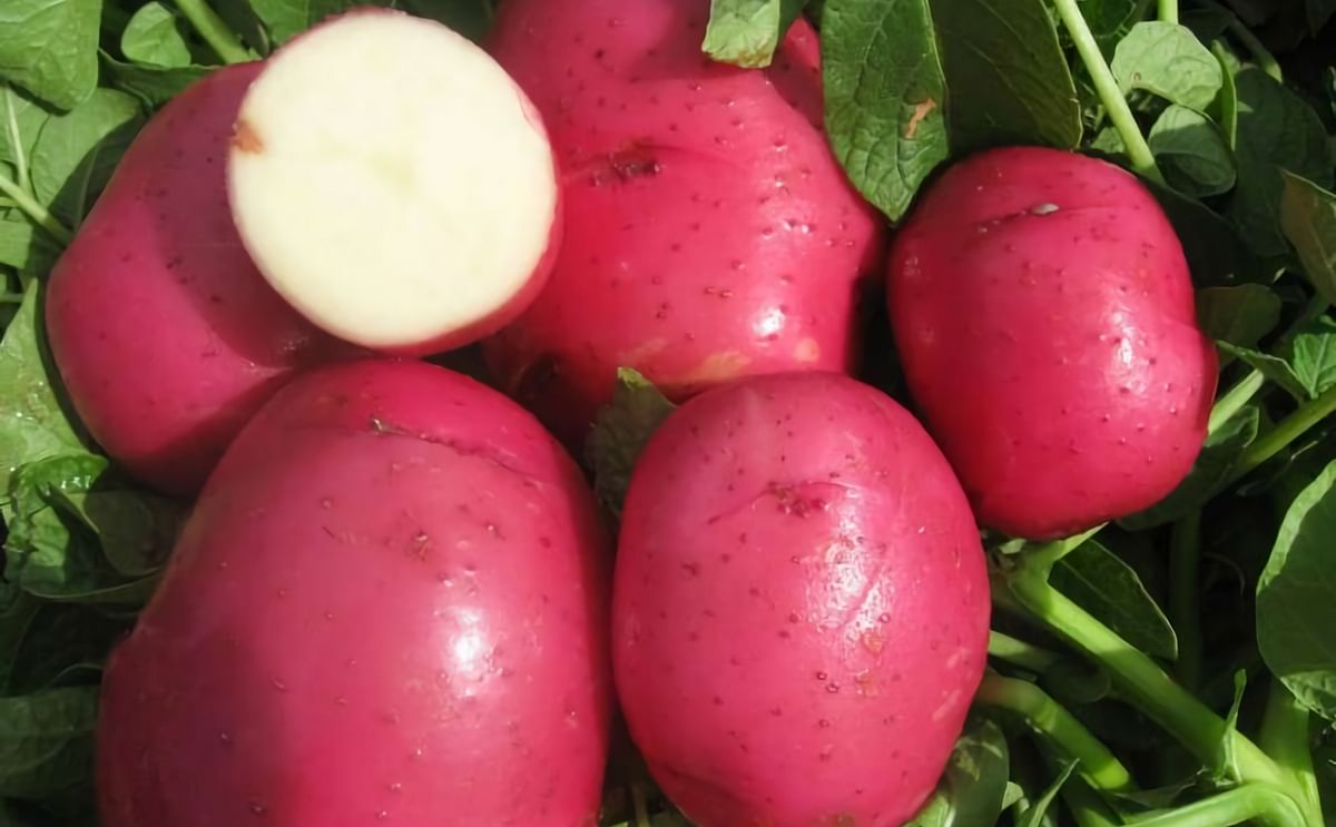 Cold, wet weather threatens potatoes in Red River Valley