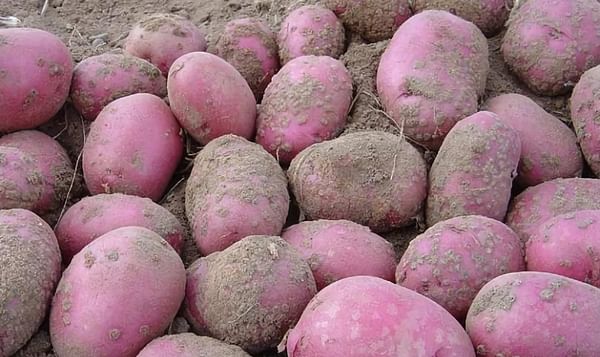 New Webcast helps Potato Growers avoid devastating Powdery Scab Outbreaks