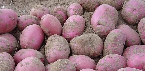 New Webcast helps Potato Growers avoid devastating Powdery Scab Outbreaks