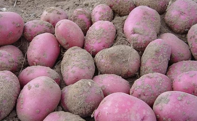 Red Potatoes affected by Powdery Scab.