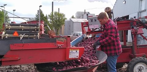 Potatoes are offloaded at the Folson Farms washplant in East Grand Forks.