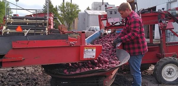 Potatoes are offloaded at the Folson Farms washplant in East Grand Forks.