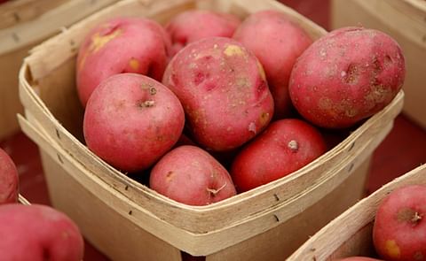 Study Shows More US Households are Purchasing Potatoes
Study Shows More US Households are Purchasing Potatoes