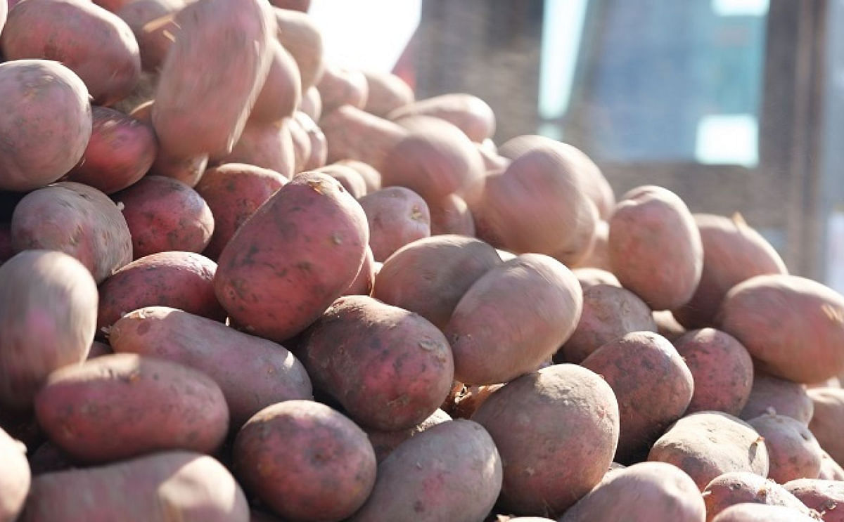 Potato breeding company HZPC is on track for the expected result of the financial year 2022-2023.