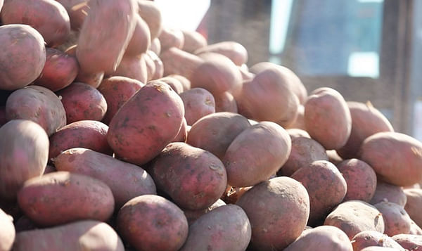 Potato breeding company HZPC is on track for the expected result of the financial year 2022-2023.