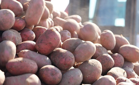 Red Potatoes Red Potatoes