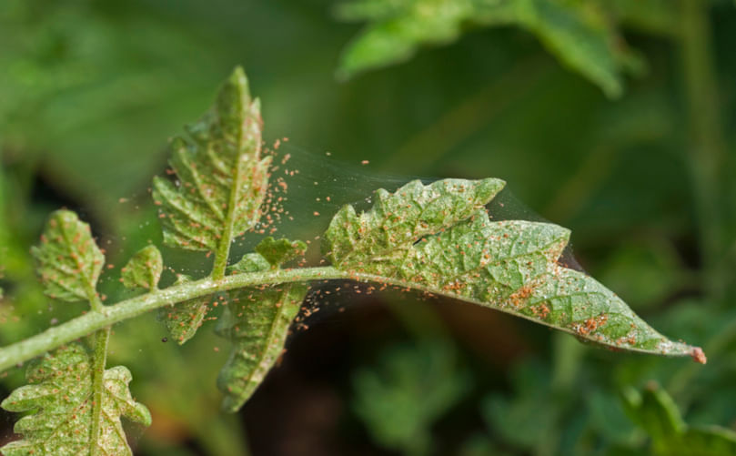 Illustration of spider mite infestation on host plants like tomatoes, showing potential cross-infection to potatoes and weeds. Illustration of spider mite infestation on host plants like tomatoes, showing potential cross-infection to potatoes and weeds.