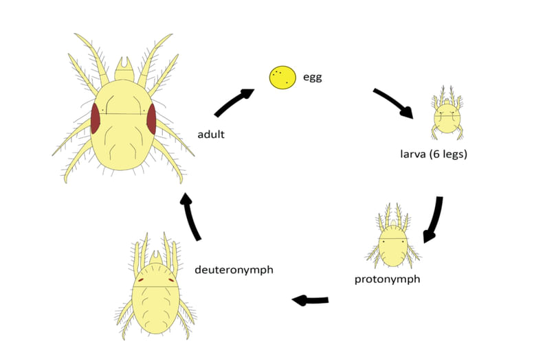 Life cycle diagram of spider mite, including eggs, larvae, nymphs and adults Life cycle diagram of spider mite, including eggs, larvae, nymphs and adults