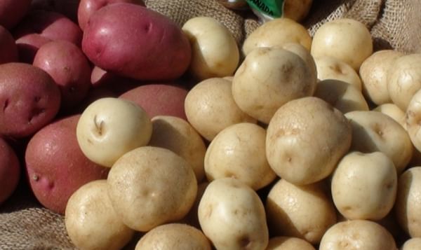 Red and White PEI Potatoes