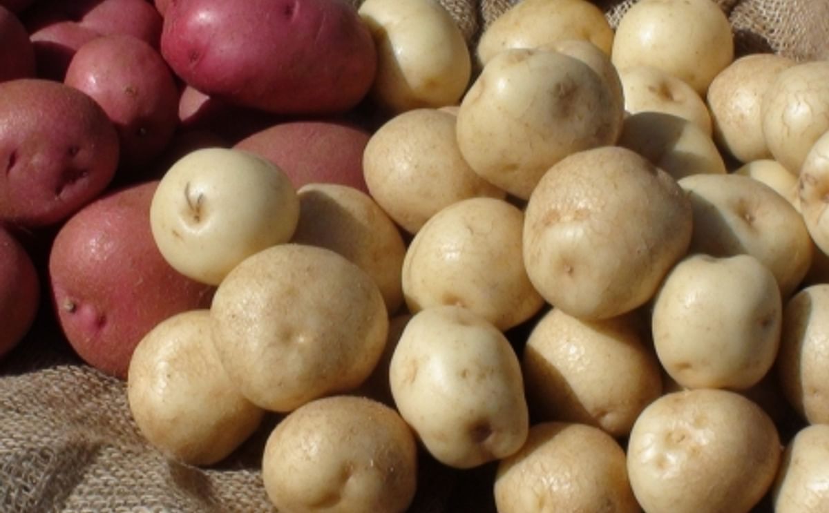 Red and White PEI Potatoes Red and White PEI Potatoes