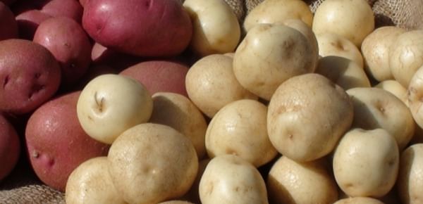 Red and White PEI Potatoes