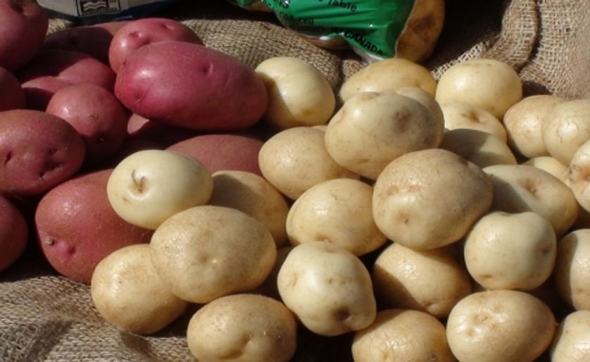 Demand is High for the Taste of Prince Edward Island Potatoes