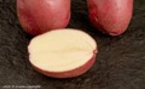 Sainsbury's launches British Heritage Potato varieties for 'roasties' Sainsbury's launches British Heritage Potato varieties for 'roasties'