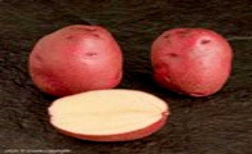 Sainsbury's launches British Heritage Potato varieties for 'roasties'