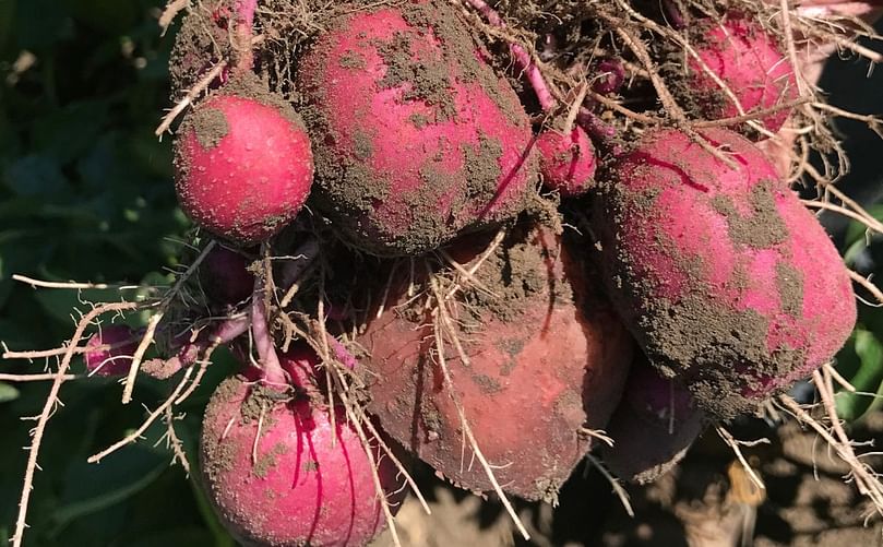Manitoba’s potato growers deliver fresh, local potatoes with pride Manitoba’s potato growers deliver fresh, local potatoes with pride