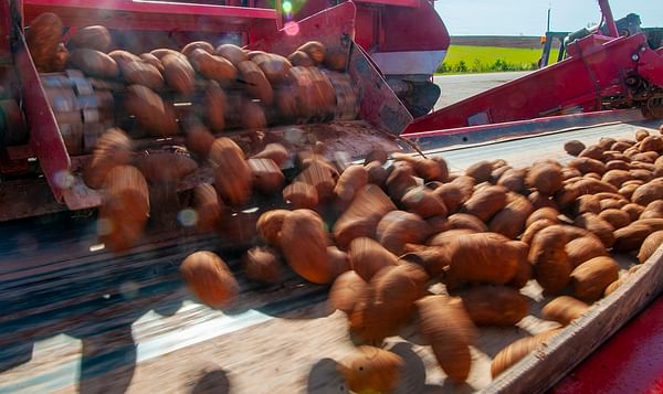 Cavendish Farms to potato growers: Sell to someone else, if you can